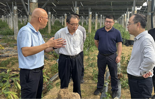 省農(nóng)墾集團(tuán)公司調(diào)研組到揭陽(yáng)墾區(qū)調(diào)研